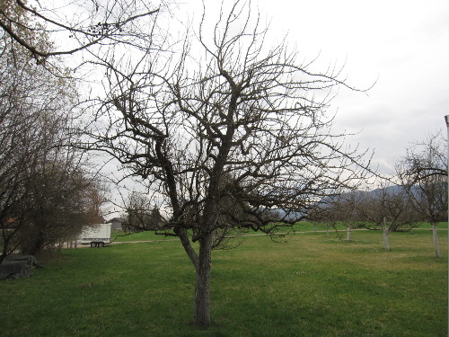 Bild Birnbaum vor dem Schnitt