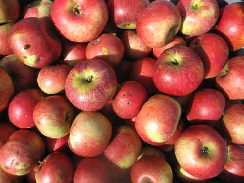Bild Äpfel